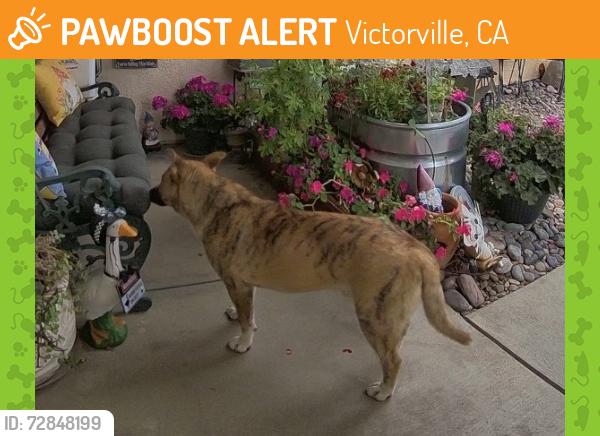 Found/Stray Unknown Dog last seen Lucero Adolfo, Victorville, CA 92392