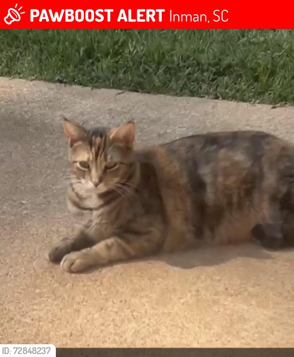 Lost Female Cat last seen Near Hwy9/292 , Inman, SC 29349