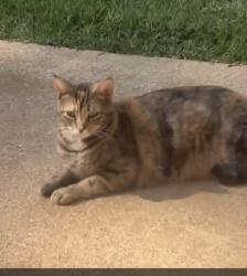 Lost Female Cat last seen Near Hwy9/292 , Inman, SC 29349