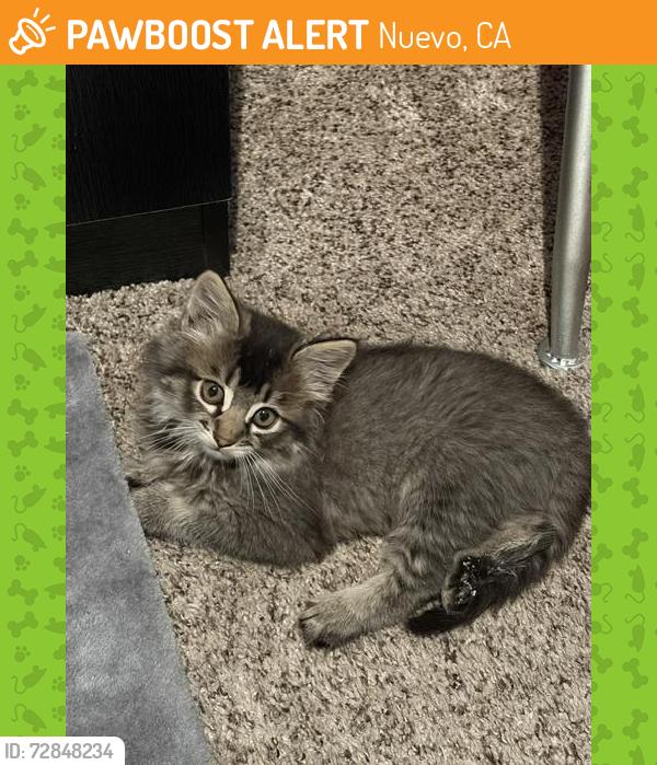 Found/Stray Male Cat last seen Nuevo Road, Nuevo, CA 92567
