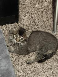 Found/Stray Male Cat last seen Nuevo Road, Nuevo, CA 92567