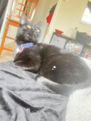 Lost Female Cat last seen Near grand mesa loveland co , Loveland, CO 80538