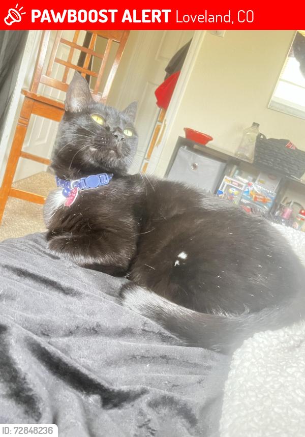 Lost Female Cat last seen Near grand mesa loveland co , Loveland, CO 80538
