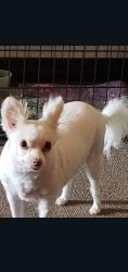 Lost Female Dog last seen Near Parkway, La Porte, TX 77571