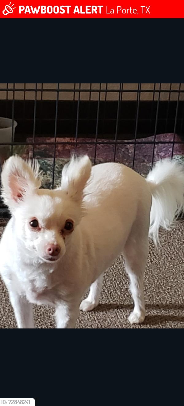Lost Female Dog last seen Near Parkway, La Porte, TX 77571