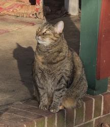 Lost Female Cat last seen Ogden school rd, Kernersville, NC 27284