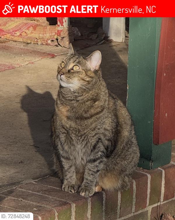 Lost Female Cat last seen Ogden school rd, Kernersville, NC 27284