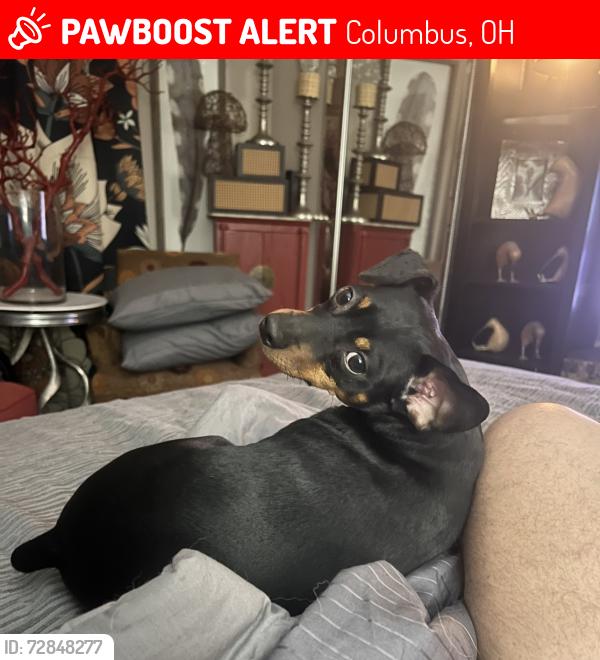Lost Male Dog last seen Trabue and Marblevista, Columbus, OH 43204