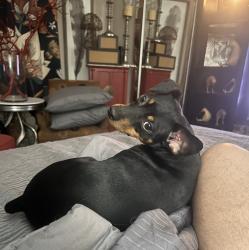Lost Male Dog last seen Trabue and Marblevista , Columbus, OH 43204