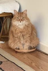 Lost Male Cat last seen Dunaway, Cincinnati, OH 45211