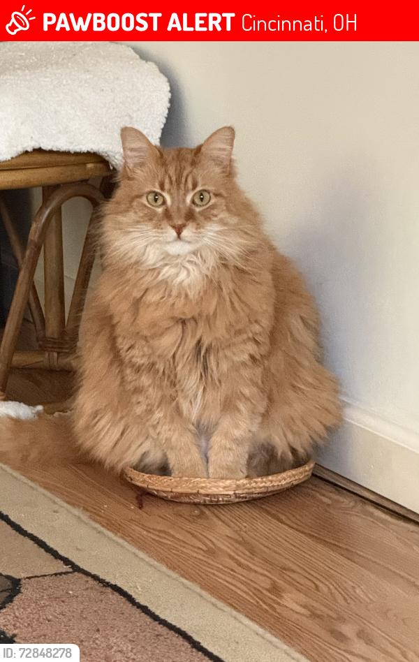 Lost Male Cat last seen Dunaway, Cincinnati, OH 45211
