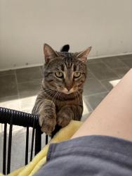 Lost Female Cat last seen spring street , New Albany, IN 47150