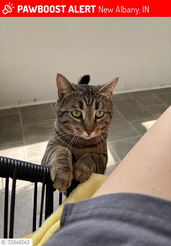 Lost Female Cat last seen spring street , New Albany, IN 47150