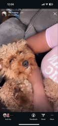 Lost Male Dog last seen University hosps , Philadelphia, PA 19104