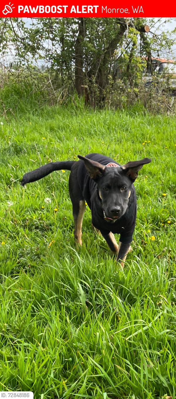 Lost Female Dog last seen Stanton and 179th Monroe,Wa, Monroe, WA 98272