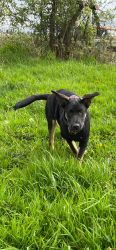 Lost Female Dog last seen Stanton and 179th Monroe,Wa, Monroe, WA 98272