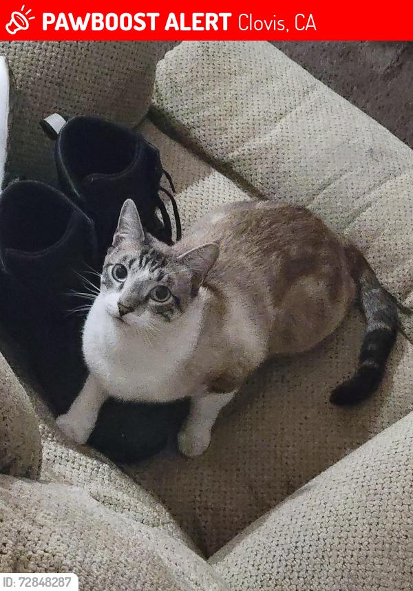Lost Male Cat last seen By Enzo's Table, Clovis, CA 93619