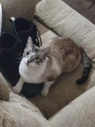 Lost Male Cat last seen By Enzo's Table, Clovis, CA 93619