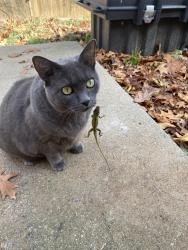 Lost Female Cat last seen Deer Run neighborhood off of Spout Springs, Buford, GA 30519