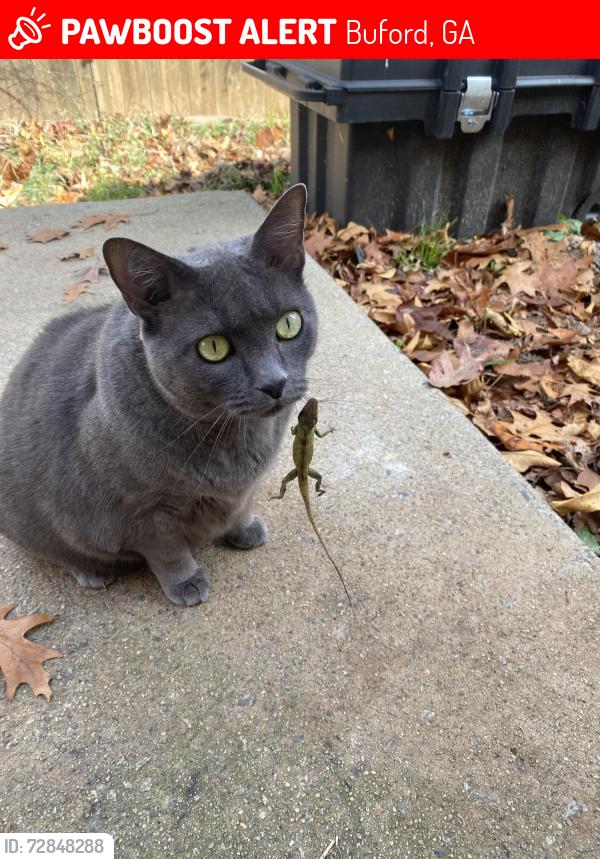 Lost Female Cat last seen Deer Run neighborhood off of Spout Springs, Buford, GA 30519