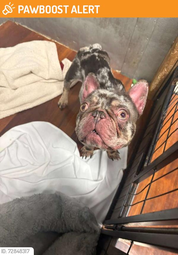 Found/Stray Male Dog last seen Near cove lake rd north Lauderdale 33068, North Lauderdale, FL 33068
