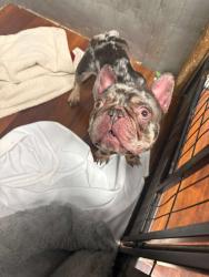 Found/Stray Male Dog last seen Near cove lake rd north Lauderdale 33068, North Lauderdale, FL 33068