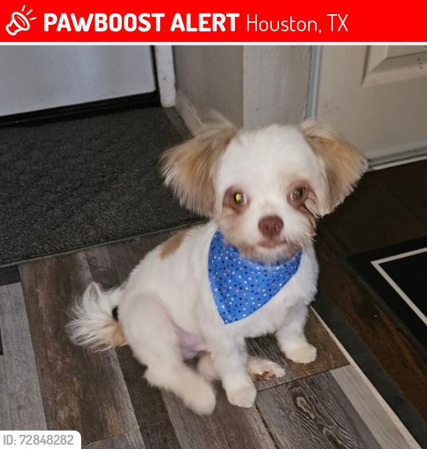 Lost Male Dog last seen Wilcrest, Houston, TX 77042