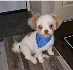Lost Male Dog last seen Wilcrest, Houston, TX 77042