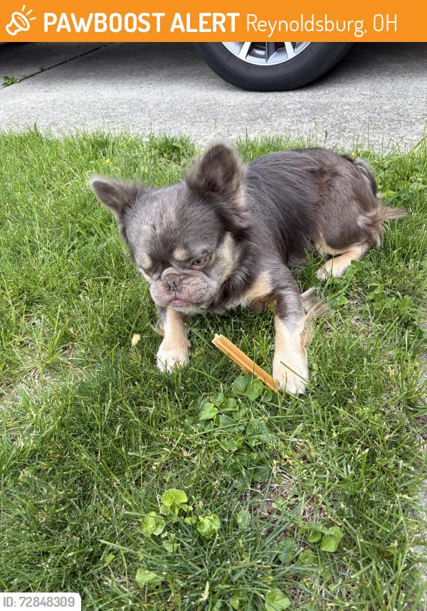 Found/Stray Male Dog last seen Deville and Gilette Drive, Reynoldsburg, OH 43068