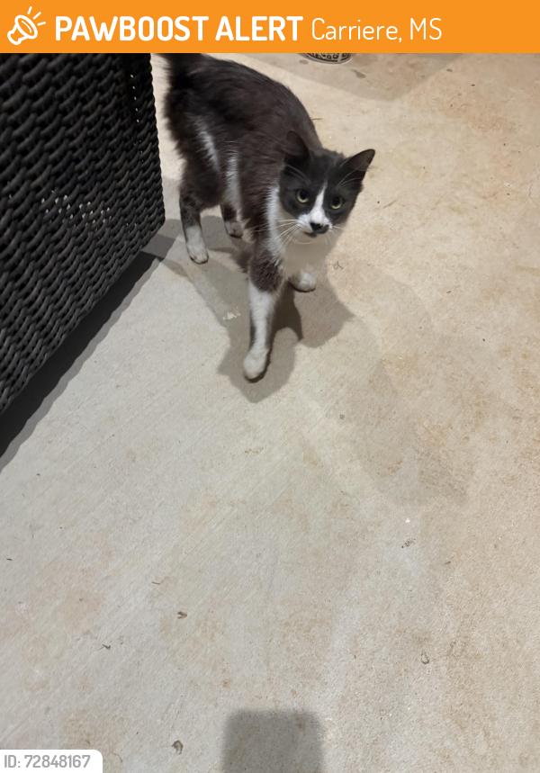 Found/Stray Female Cat last seen Serenity subdivision, Carriere, MS 39426