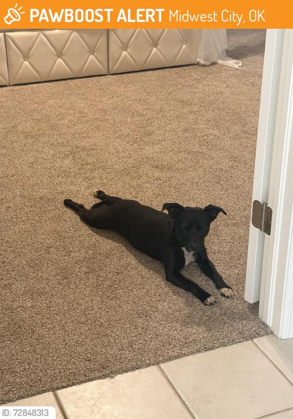 Found/Stray Female Dog last seen Reno and Westminster - Stone Creek Neighborhood, Midwest City, OK 73130