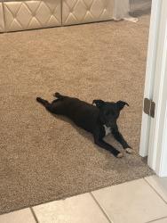 Found/Stray Female Dog last seen Reno and Westminster - Stone Creek Neighborhood, Midwest City, OK 73130