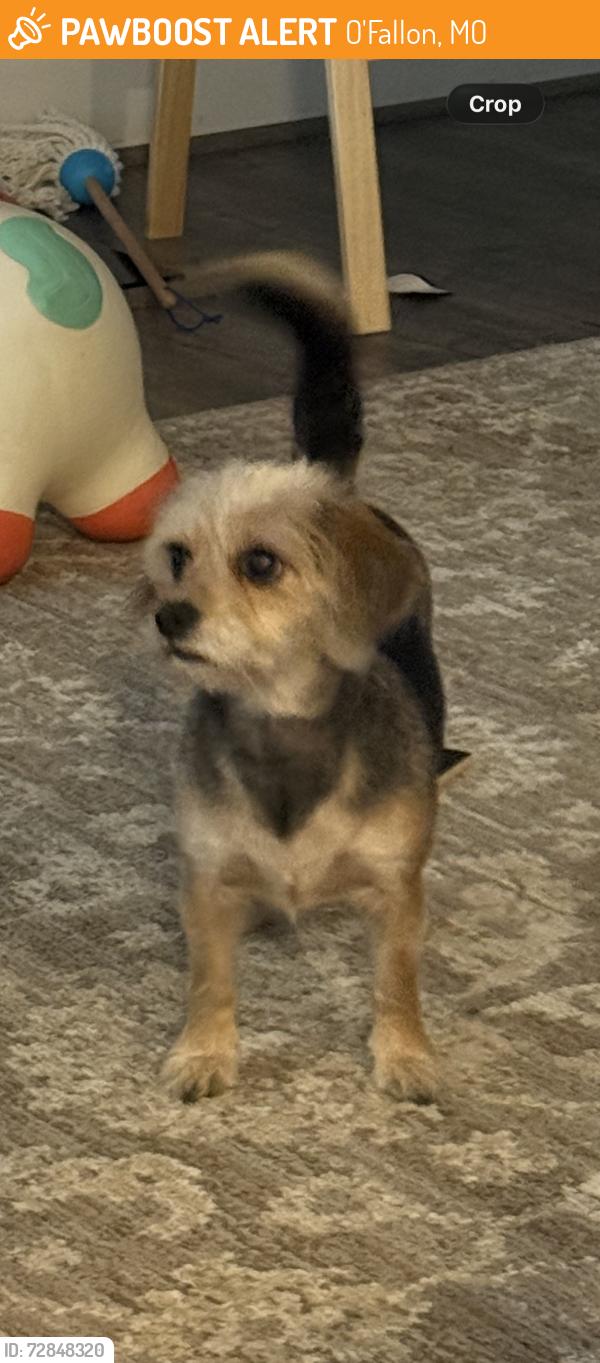 Found/Stray Female Dog last seen YMCA, O'Fallon, MO 63366