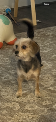 Found/Stray Female Dog last seen YMCA, O'Fallon, MO 63366