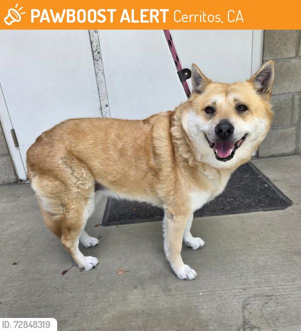 Found/Stray Female Dog last seen Near Alondra Blvd, Cerritos, CA 90703, Cerritos, CA 90703