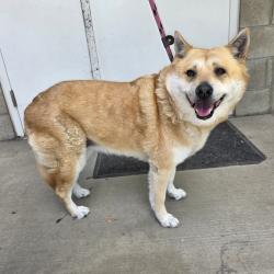 Found/Stray Female Dog last seen Near Alondra Blvd, Cerritos, CA 90703, Cerritos, CA 90703