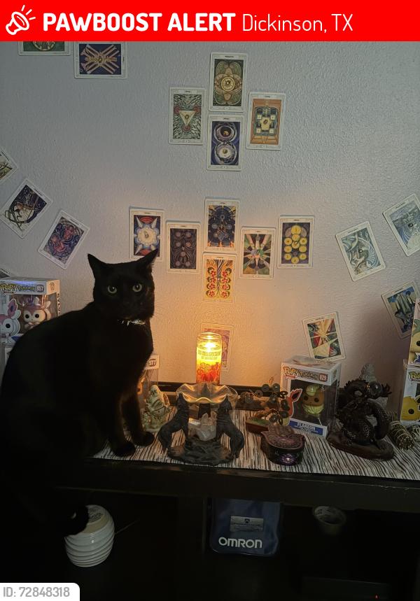 Lost Male Cat last seen Diamond Bay and Brightfield Ln. , Dickinson, TX 77539
