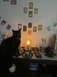Lost Male Cat last seen Diamond Bay and Brightfield Ln. , Dickinson, TX 77539
