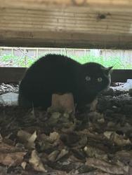 Found/Stray Unknown Cat last seen Coolidge Rd and Wolfe Ct, East Lansing, MI 48912