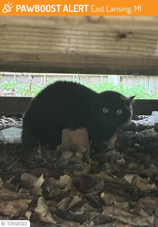 Found/Stray Unknown Cat last seen Coolidge Rd and Wolfe Ct, East Lansing, MI 48912