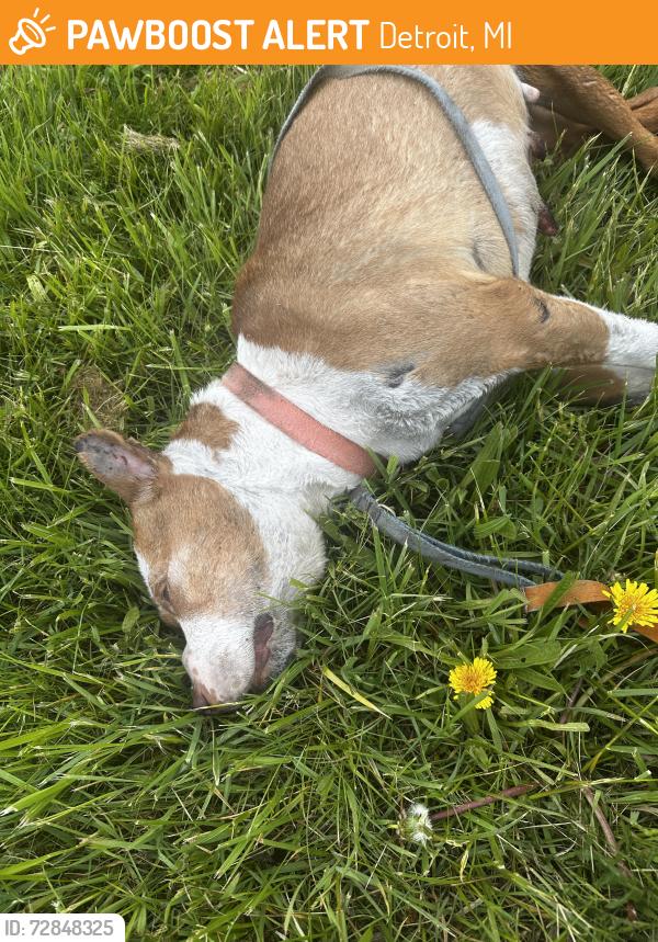 Found/Stray Female Dog last seen South bound Telegraph and Florence Street (deceased in grass) , Detroit, MI 48219