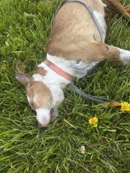 Found/Stray Female Dog last seen South bound Telegraph and Florence Street (deceased in grass) , Detroit, MI 48219