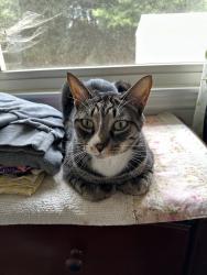 Lost Female Cat last seen Old Meadow Road, Charlotte, NC 28227