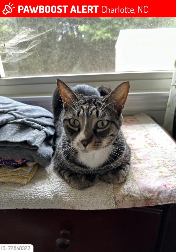 Lost Female Cat last seen Old Meadow Road, Charlotte, NC 28227