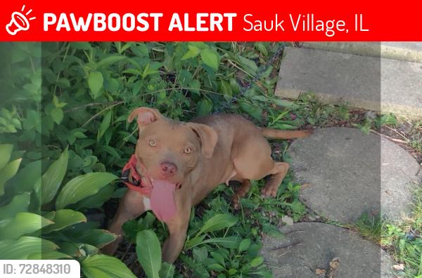 Lost Female Dog last seen Sauk Trail Road , Sauk Village, IL 60411