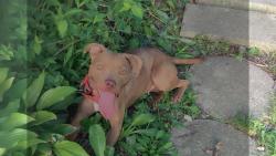 Lost Female Dog last seen Sauk Trail Road , Sauk Village, IL 60411