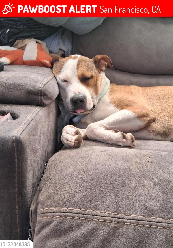 Lost Female Dog last seen Espanade ave, pacifica. Ca,94044, San Francisco, CA 94132