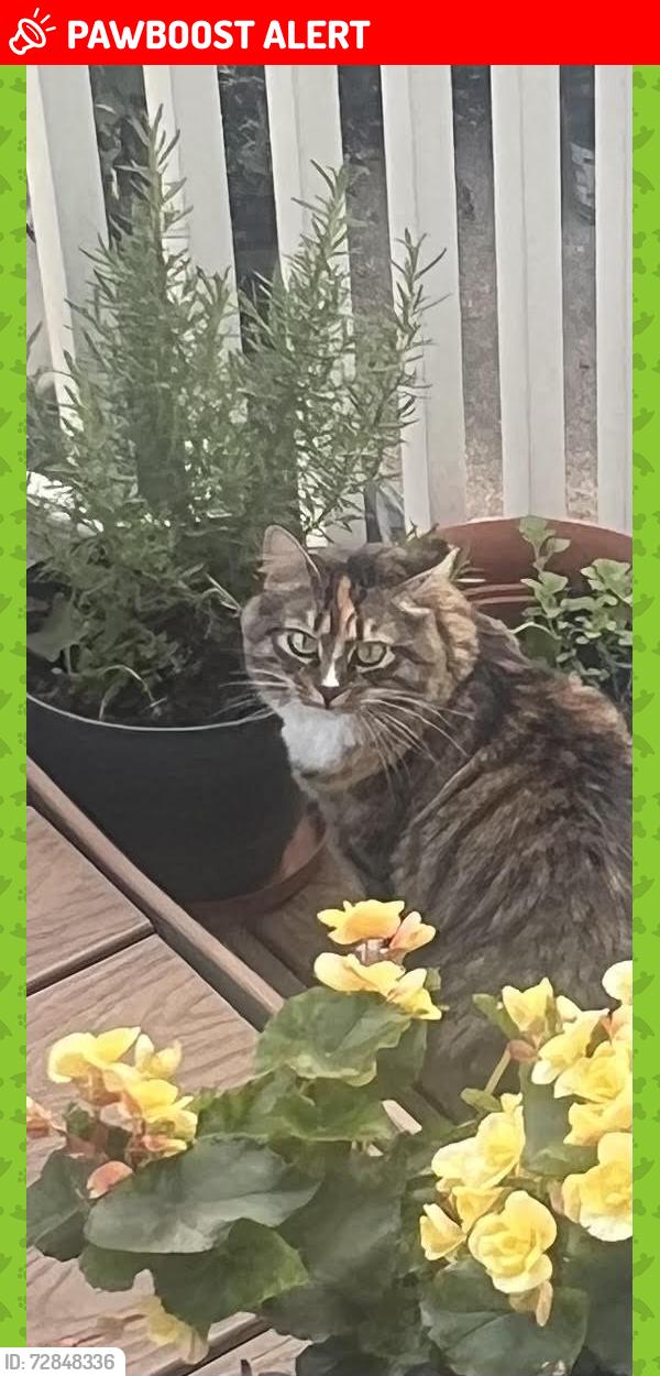 Lost Female Cat last seen Saint Mary's Drive Succasunna , Roxbury Township, NJ 07876