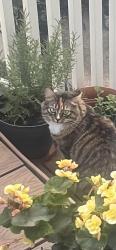 Lost Female Cat last seen Saint Mary's Drive Succasunna , Roxbury Township, NJ 07876