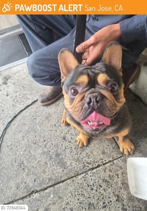 Found/Stray Unknown Dog last seen Lucky 7 Supermarket, San Jose, CA 95122